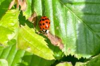 Harmonia axyridis