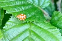 Vibidia duodecimguttata