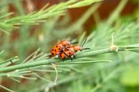 Crioceris duodecimpunctata