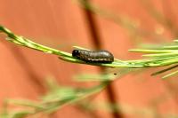 Crioceris