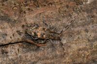 Monochamus galloprovincialis