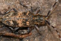 Monochamus galloprovincialis