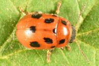 Gonioctena fornicata