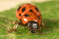 Gonioctena fornicata