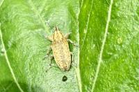 Lixus myagri