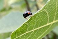 Smaragdina aurita