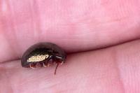 Chrysolina bankii