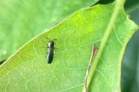 Agrilus