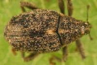 Ceutorhynchus pallidactylus