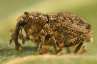 Ceutorhynchus pallidactylus