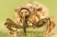 Ceutorhynchus pallidactylus