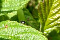 Cryptocephalus moraei