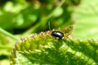 Cryptocephalus moraei