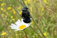 Timarcha tenebricosa