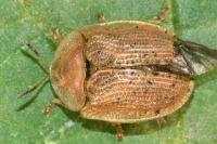Cassida nebulosa
