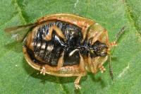 Cassida nebulosa