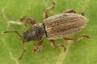 Polydrusus marginatus