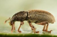 Polydrusus marginatus