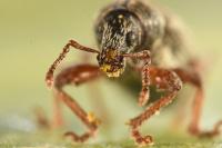 Polydrusus marginatus