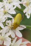 Cteniopus sulphureus