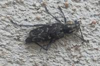 Xylotrechus rusticus