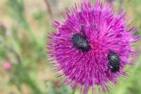 Oxythyrea funesta