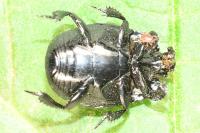 Margarinotus brunneus