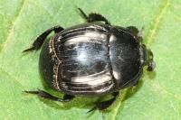 Margarinotus brunneus