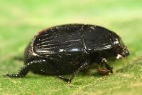 Margarinotus brunneus