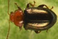 Podagrica fuscicornis