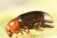 Podagrica fuscicornis