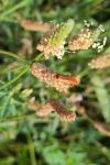 Rhagonycha fulva