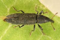 Lixus filiformis