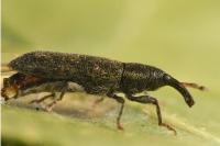 Lixus filiformis