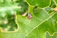 Oenopia conglobata