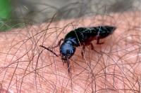 Ocypus
