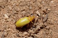 Cteniopus sulphureus