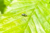 Axinotarsus pulicarius