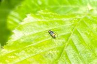 Axinotarsus pulicarius