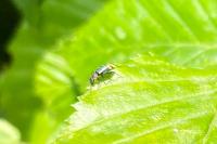 Axinotarsus pulicarius