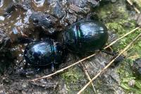 Anoplotrupes stercorosus