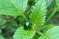 Chrysolina fastuosa