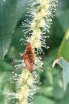 Rhagonycha fulva
