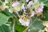 Rutpela maculata