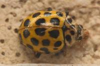 Psyllobora vigintiduopunctata