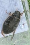 Dytiscus marginalis