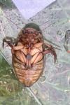 Dytiscus marginalis