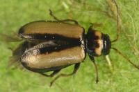 Calomicrus circumfusus
