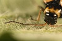 Calomicrus circumfusus