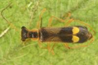Malthinus seriepunctatus